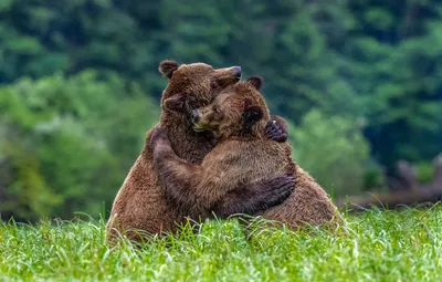 Обои лето, трава, поза, фон, поляна, медведь, медведи, объятия, дружба,  пара, парочка, отношения, два, поддержка, морды, дикая природа картинки на  рабочий стол, раздел животные - скачать картинки