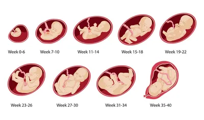 Беременность. Развитие плода картинки