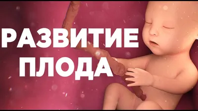 Развитие Плода по Неделям Беременности - YouTube картинки