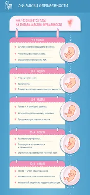 Третий месяц беременности: изменения в женском организме и развитие плода  по неделям – в картинках - agulife.ru картинки