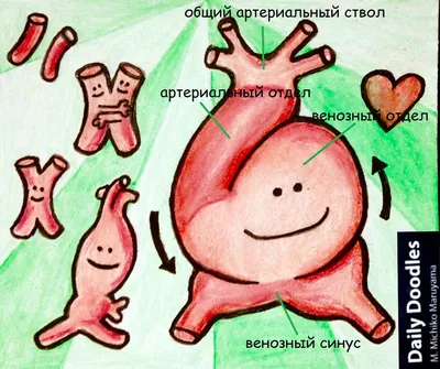 Формирование сердца на ранних сроках беременности. Секреты кровообращения  плода. картинки