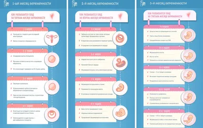 Как формируется человек от сперматозоида до рождения, инфографика — Шаг за  Шагом картинки