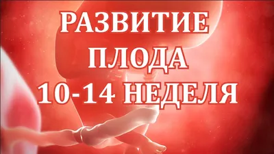 Развитие Плода 10 -14 Неделя Беременности. Скрининг 1 Триместра. - YouTube картинки