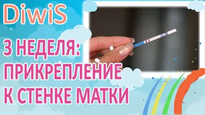 3 неделя беременности от зачатия: что происходит с малышом и мамой, фото  живота, УЗИ плода картинки