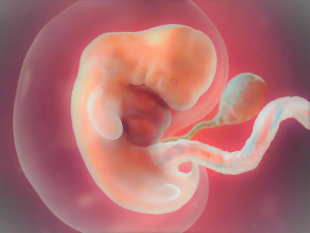 Муляж эмбриона человека.