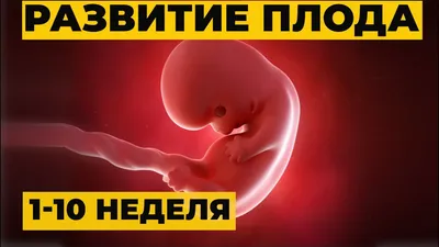 Развитие плода по неделям картинки