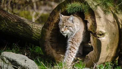 Обои Рысь, опасные животные, дикие кошки, lynx, World's dangerous animals,  Wild Cats, Животные #10239 картинки