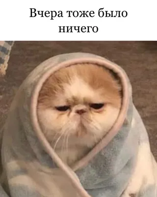 Смешные котики | Пикабу картинки