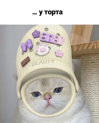 Смешные котики | Пикабу картинки