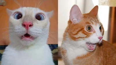 😹Коты 2022 смешные котики. 😹Приколы с котами до слез. Я СМЕЯЛСЯ ПОЛЧАСА  😹Funny cats tiktok 2022-2021 - YouTube картинки