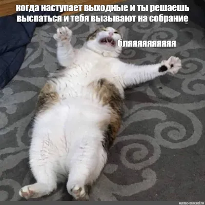 Создать мем \ картинки