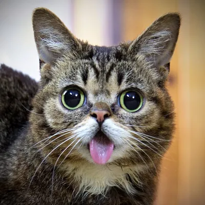 Самые смешные котики - картинки и фото koshka.top картинки