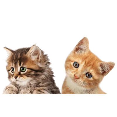 смешные котики ПНГ на Прозрачном Фоне • Скачать PNG смешные котики картинки