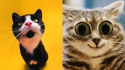 😹Коты 2022 смешные котики. 😹Новые приколы с котами до слез. Я СМЕЯЛСЯ  ПОЛЧАСА 😹Funny cats 2022-2021 - YouTube картинки