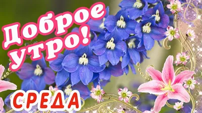 Видеооткрытка Среда! Доброе Утро! картинки