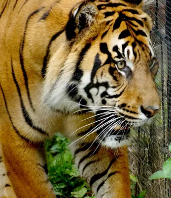 Tiger on the prowl | Wild cats, Pretty cats, Big cats картинки