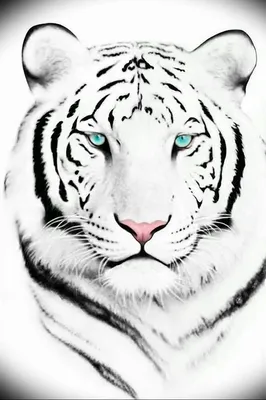 Фото тату белый тигр 28.07.2019 №070 - white tiger tattoo - tatufoto.com -  tatufoto.com картинки