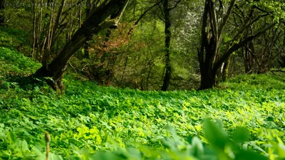 Обои Трава в лесу, картинки - Обои для рабочего стола Трава в лесу фото из  альбома: (природа) картинки