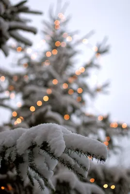 Winterstimmung. | Картинки снега, Рождественские обои, Зимние сцены картинки