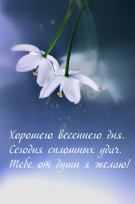 Картинки с надписями. Хорошего весеннего дня. Сегодня сплошных удач. картинки