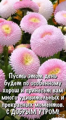 Идеи на тему «Доброе утро» (330) | доброе утро, открытки, утренние цитаты картинки