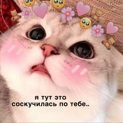 пикчи #любовь #отношения #краш #мемы #wallpaper # | Cute cats, Cute memes,  Cute pictures картинки