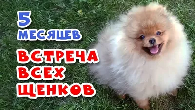 Spitz puppies 5 months the long-Awaited meeting - YouTube картинки