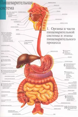 человек анатомия фото | Пищеварительная система, Анатомия, Углубленное  изучение биологии картинки