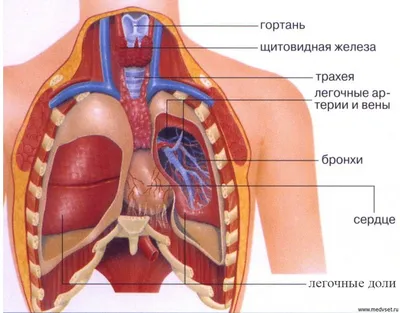 Cтроение человека: внутренние органы, фото с надписями | Анатомия,  Медицина, Анатомия человека картинки