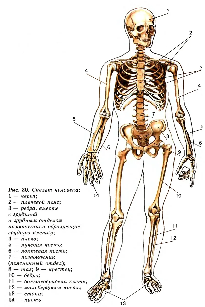 Учебник по биологии 8 класс скелет человека