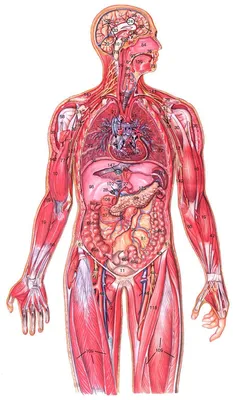 Картинки анатомия человека (47 фото) » Юмор, позитив и много смешных  картинок картинки
