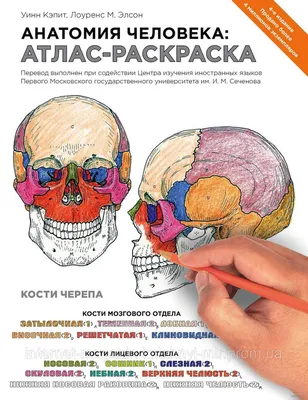 Купить Анатомия человека. Атлас-раскраска. Медицинский атлас, цена 1850 грн  — Prom.ua (ID#1062026218) картинки