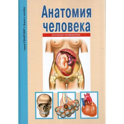 Книга Лада Анатомия человека Школьный путеводитель купить по цене 150 ₽ в  интернет-магазине Детский мир картинки