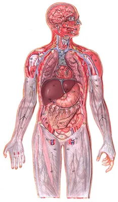 Анатомия человека - 53 фото картинки