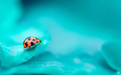 бирюзовый фон на айфон - Поиск в Google | Macro photography wallpaper,  Photography wallpaper, Turquoise wallpaper картинки