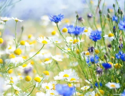 Обои для рабочего стола Ромашки и васильки фото - Раздел обоев: Цветы |  Wild flowers, Love flowers, Plants картинки