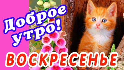 🎺 УРА ВОСКРЕСЕНЬЕ! 🎺 ДОБРОГО УТРА / ДОБРОЕ УТРО / С ДОБРЫМ УТРОМ /  ДОБРОГО УТРА ЛЮБИМОЙ / КАРТИНКИ - YouTube картинки