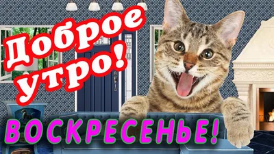 🎺 УРА ВОСКРЕСЕНЬЕ! 🎺 ДОБРОГО УТРА / ДОБРОЕ УТРО / С ДОБРЫМ УТРОМ /  ДОБРОГО УТРА ЛЮБИМОЙ / КАРТИНКИ - YouTube картинки