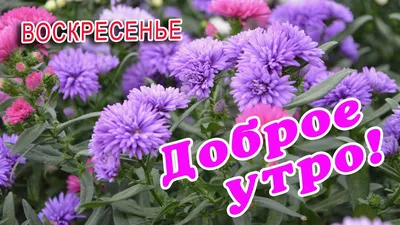 🎺 УРА ВОСКРЕСЕНЬЕ! 🎺 ДОБРОГО УТРА / ДОБРОЕ УТРО / С ДОБРЫМ УТРОМ /  ДОБРОГО УТРА ЛЮБИМОЙ / КАРТИНКИ - YouTube картинки