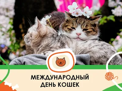 8 августа международный день кошек - World Cat Day | МУРЧИМ.РФ картинки