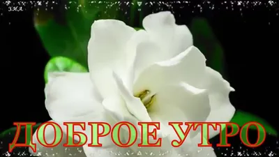 Доброе утро с юмором - YouTube | Good morning, Make it yourself картинки