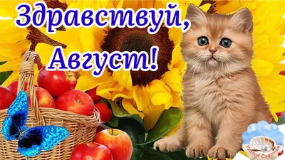 🌻Здравствуй, Август! 🌻С Добрым Утром! Музыка Сергей Чекалин! Музыкальная  Открытка Пожелание! - YouTube картинки