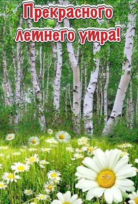 Идеи на тему «Здравствуй, лето!» (57) | лето, доброе утро, открытки картинки