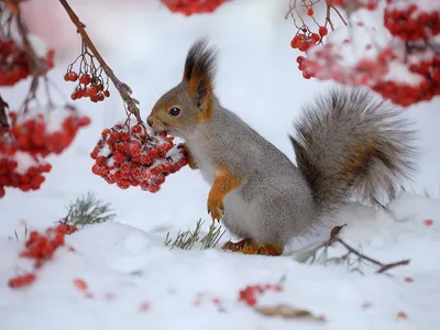 Зимние картинки с животными - 77 фото картинки