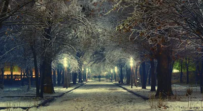 Фон рабочего стола где видно деревья, снег, зимний вечер, trees, snow,  winter evening картинки