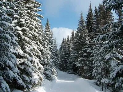 Зимний лес (49 фото) природа, деревья картинки видео | Пейзажи, Живописные  пейзажи, Зимние сцены картинки