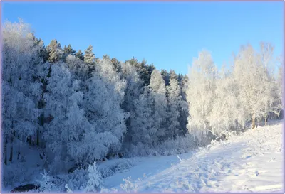 Фото зимний лес - Зима - Фото галерея - Галерейка картинки