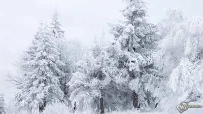 Скачать обои Зимний лес (Зима, Снег, Лес, Деревья, Белый) для рабочего  стола 1920х1080 (16:9) бесплатно, Фото Зимний лес Зима, Снег, Лес, Деревья,  Белый на рабочий стол. | WPAPERS.RU (Wallpapers). картинки