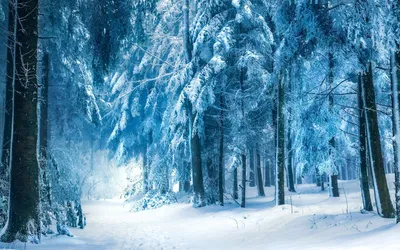 фэнтези зимний лес - Поиск в Google | Winter wallpaper, Snow forest, Forest  wallpaper картинки