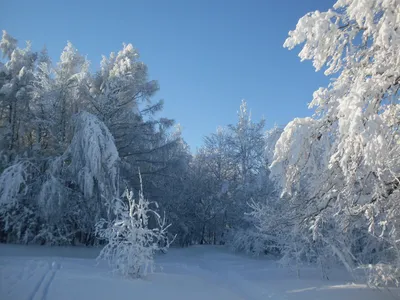 Зимняя сказка... — Фото №350595 — Russian Traveler картинки